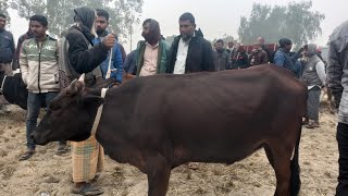 আজ ২২ জানুয়ারি ২৫ | মাংসের ওজনে ক্রস ফ্রিজিয়ান জাতের গাভী ও বকনা গরুর দাম জানুন | ফাসিলাডাঙ্গা হাট