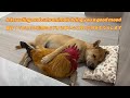 🤣Laughing until my stomach hurts! The funny daily life of roosters, cats and dogs.Too funny cute pet