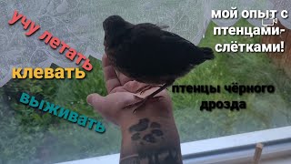 ВЛОГ птенцы чёрного дрозда растут и учатся летать🥰