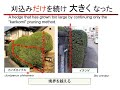 511 hedge pruning 2 4. the key to a tidy hedge. restoring the size. miki3 miki san