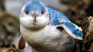 Bicheno Blue Penguin Experience | Tasmania Tours