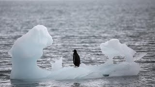 En Antarctique, la glace fond encore plus vite