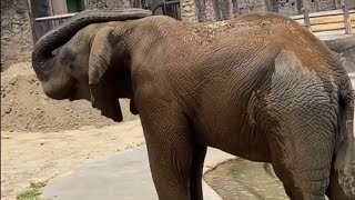 耳の裏を鼻でカキカキする砥夢君❤️アフリカゾウ2023年6月26日多摩動物公園