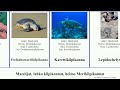 matelijat lahko kilpikonnat heimo merikilpikonnat turtle reptilia agassizii liemikilpikonna home