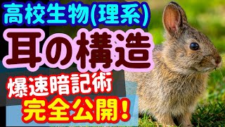 【高校生物 51】受容器【耳の構造(概要編)】を宇宙一わかりやすく