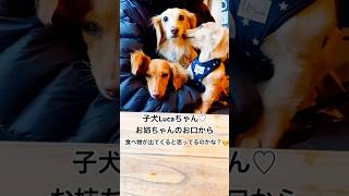 🤭勘違いしてる子犬さんが愛らしいわ♡ #子犬のいる生活 #子犬　#ダックス #多頭飼い　#minidachshund #puppyvideo