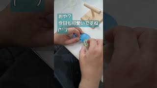 【セキセイインコ】床ニギコロのレインボー その2 ♯shorts ♯セキセイインコ ♯レインボー ♯budgie