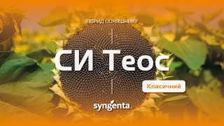 Гібрид соняшнику СИ Теос🌻