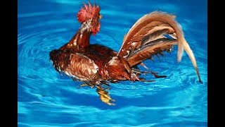 Cock Swimming || Our Cock Rooster flew straight to our pond and took a swim :-)