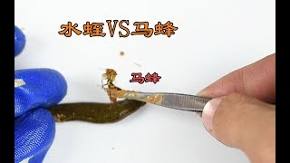 用有毒的马蜂蛰水蛭会怎样?  马蜂VS水蛭