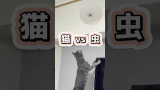 猫vs虫の結果が予想外すぎた……