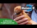 Les poules de la Ferme de Beaumont dans 