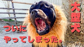 【大型犬】すまん許せ！飼主のワガママ✴︎ライオンコスプレ、頼む！被ってくれ(笑)