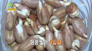 2TV 생생정보 플러스 - 새싹땅콩 키우기. 20160317