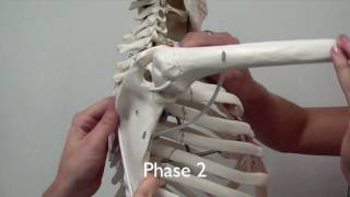 OT 440 Kinesiology: Scapulohumeral Rhythm