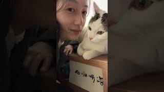 小猫怎么还会害羞呀 我和我的猫 猫咪日记 云吸猫 养猫日常 撸猫第一视角