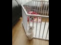 crazy behaviour of puppy. #shortsfeed #cuteanimals #funny #funnyanimals #funnyvideo