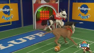 Five San Diego pups throw down in this year's Puppy Bowl