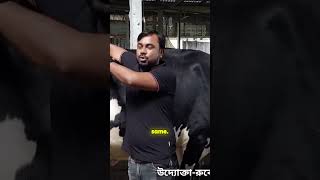 গরুর পুষ্টির রহস্য আনলক করা Unlocking the Secrets of Cow Nutrition