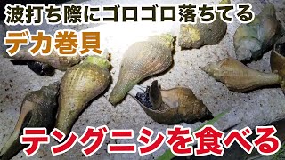 波打ち際にゴロゴロ落ちてるデカ巻貝「テングニシ」を食べてみた