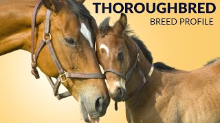 Thoroughbred Horse Breed Profile History - Price - Characteristics - Training - Grooming