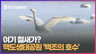 여기 철새가? 맥도생태공원 '백조의 호수' (부산)