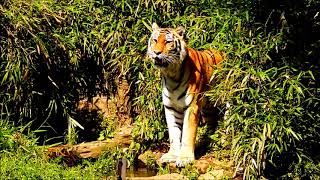 アイちゃん、おめでとう！　Amur tiger(アムールトラ)　～ 多摩動物公園 ～