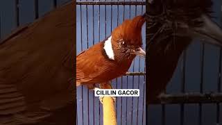 BURUNG CILILIN GACOR SUPER FIGHTER