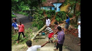 തൃത്താല സർക്കാർ ആശുപത്രി കെട്ടിട വളപ്പിലെ മരം റോഡിലേക്ക് കടപുഴകി വീണു.അപകടമൊഴിവായത് തലനാരിഴക്ക്. \\\\