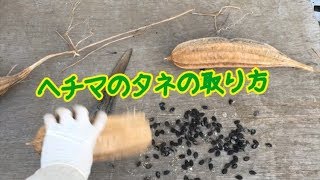 ヘチマのタネの取り方