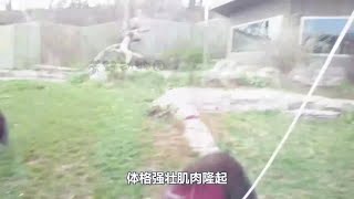 银背大猩猩对战孟加拉虎，大猩猩一拳打爆钢化玻璃，大猩猩更强