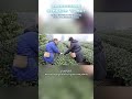 spring elsewhere yet to arrive ya an tea harvest begins 别人家的春天还在加载， 雅安的春茶已经抢“鲜”开采了