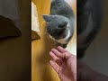 しっぽ触るな〜　don’t touch my tail~ cute cat