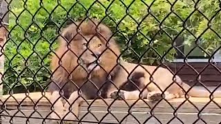 こんにちは🎶レオです🌈ライオン（とくしま動物園）2020年6月9日