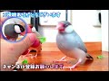 きゃるる怒りんぼ文鳥と おっとりインコ♥本当は仲良しだよ