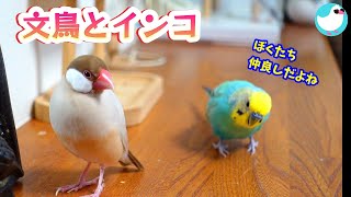 きゃるる怒りんぼ文鳥と おっとりインコ♥本当は仲良しだよ