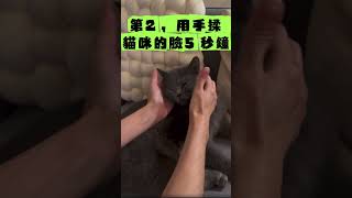 貓咪信任測試