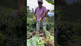 Así arreglamos una mata de plátano acá en el #campo