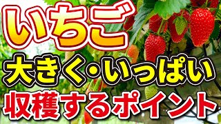 #8.【いちご栽培】垂直栽培で大きく・おいしくなる⁉【家庭菜園】ランナーもカットしない？