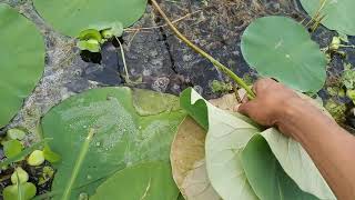 Lotus pond