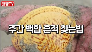 주간에 백합을 흔적 보고 찾는 기발한 방법 [태영TV]