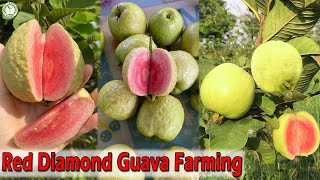 Red Diamond Guava Farming | रेड डायमंड अमरूद की खेती  | Contact : 9333227579