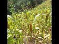 beautiful millets at gidemi village by avekho tetseo nature millets north east nagaland