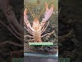 破壞王 螯蝦 火山破壞 水族 aquarium aquatic fishtank 小森叔叔 水寶貝 crayfish