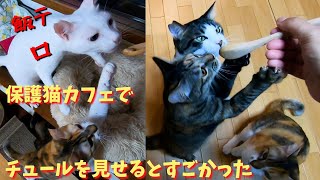 【飯テロ】保護猫カフェでチュールを見せるとアピールが凄すぎた（キャットスペース）中崎町