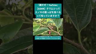 【ASMR】タマムシってエノキの葉っぱを食べるって知っていますか？ #sdgs #虫の音 #insects #sound #昆虫 #虫の声 #bug #yt #カブトムシ #chewing #asmr