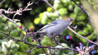 Pine Grossbeak ギンザンマシコ