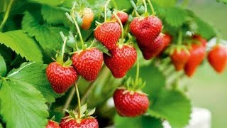 স্ট্রবেরি চাষ একটি লাভজনক ব্যবসা । Strawberry.