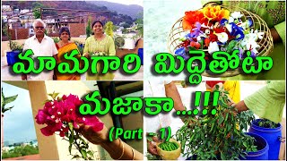 మామగారి మిద్దెతోటా మజాకా.. Miracles in Father in Law's Terrace Garden.. | TTH | The Telugu Housewife