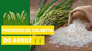 A colheita tradicional do arroz